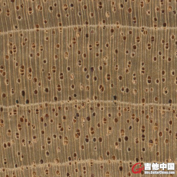 honduran-mahogany-endgrain-zoom.jpg