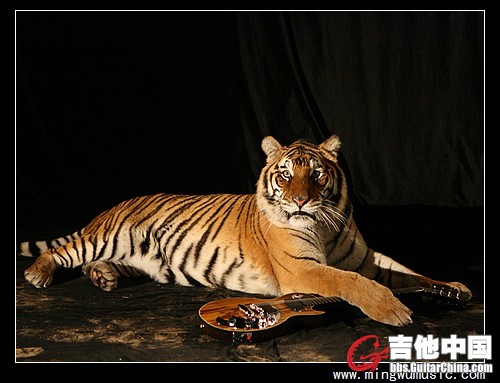 gibson-dusk-tiger-with-tiger1.jpg
