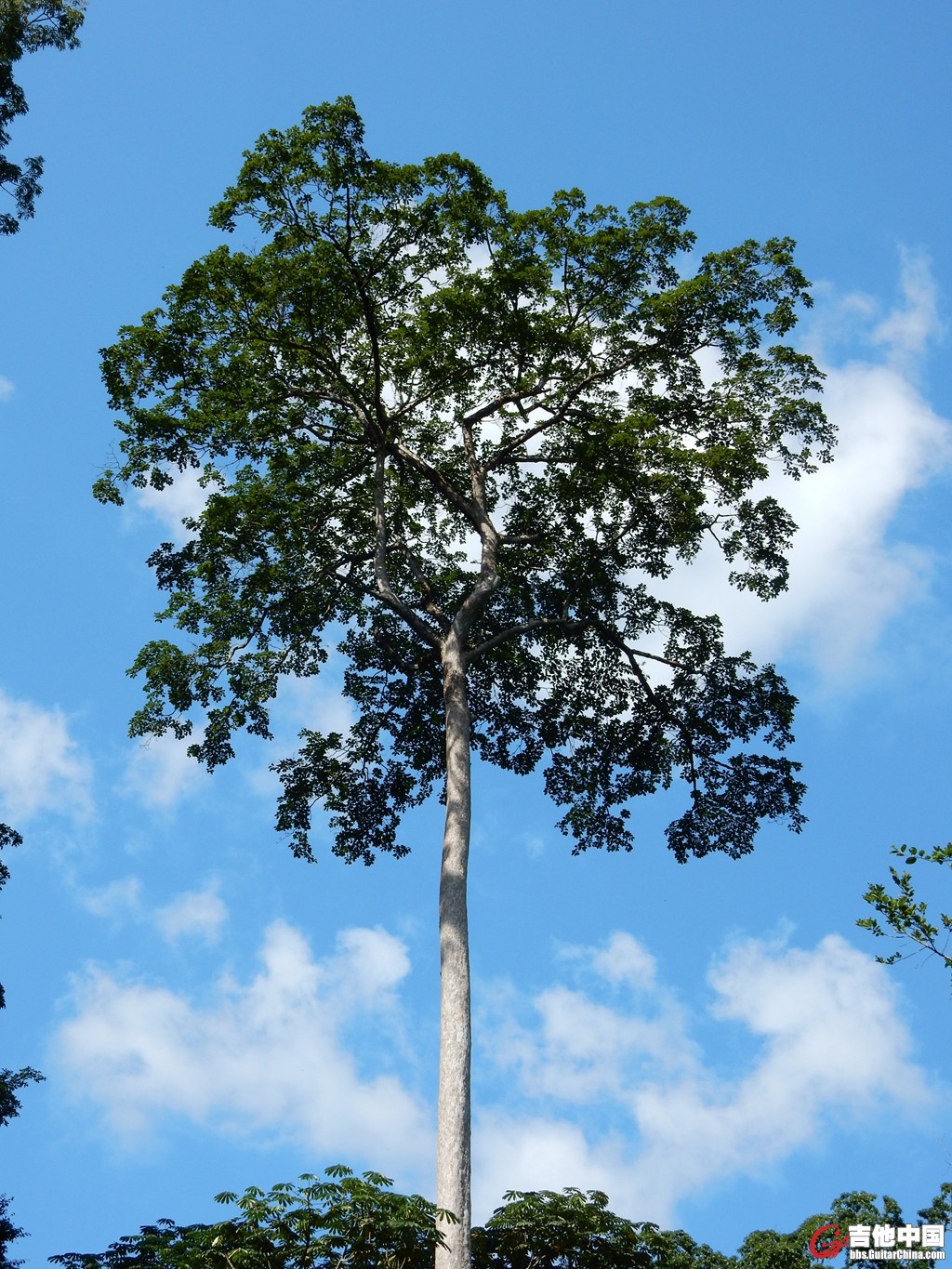 Terminalia_superba.JPG