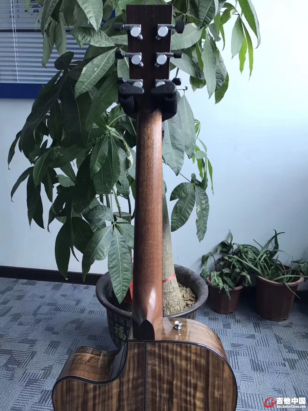 非洲桃花芯琴颈