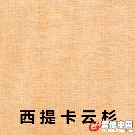 西提卡云杉.jpg