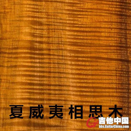 夏威夷相思木.jpg