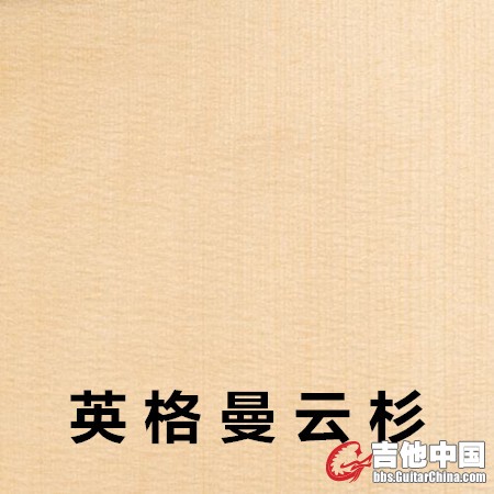 英格曼云杉.jpg
