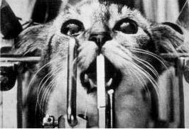 一只猫被牢牢固定在固定仪上做脑部实验