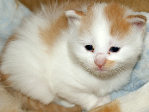 小猫1.jpg