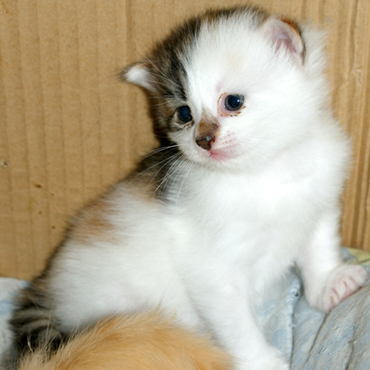 小猫6.jpg