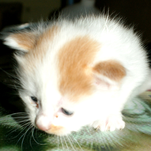 小猫5.jpg
