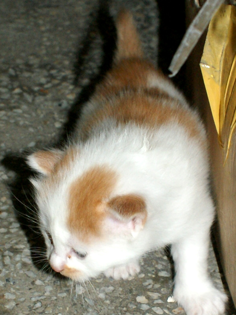 小猫4.jpg