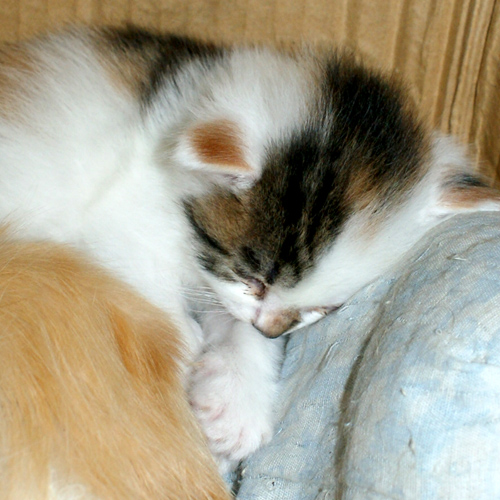 睡猫2.jpg