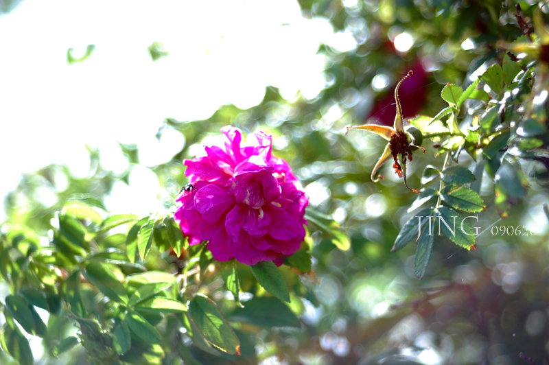 DSC_1915_0.jpg