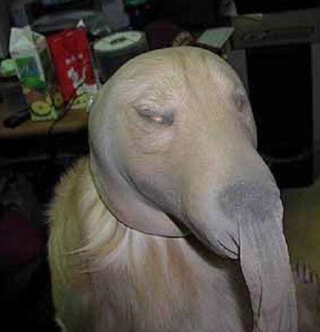 这是前两天GC一哥们发的图！冥界守护犬！！