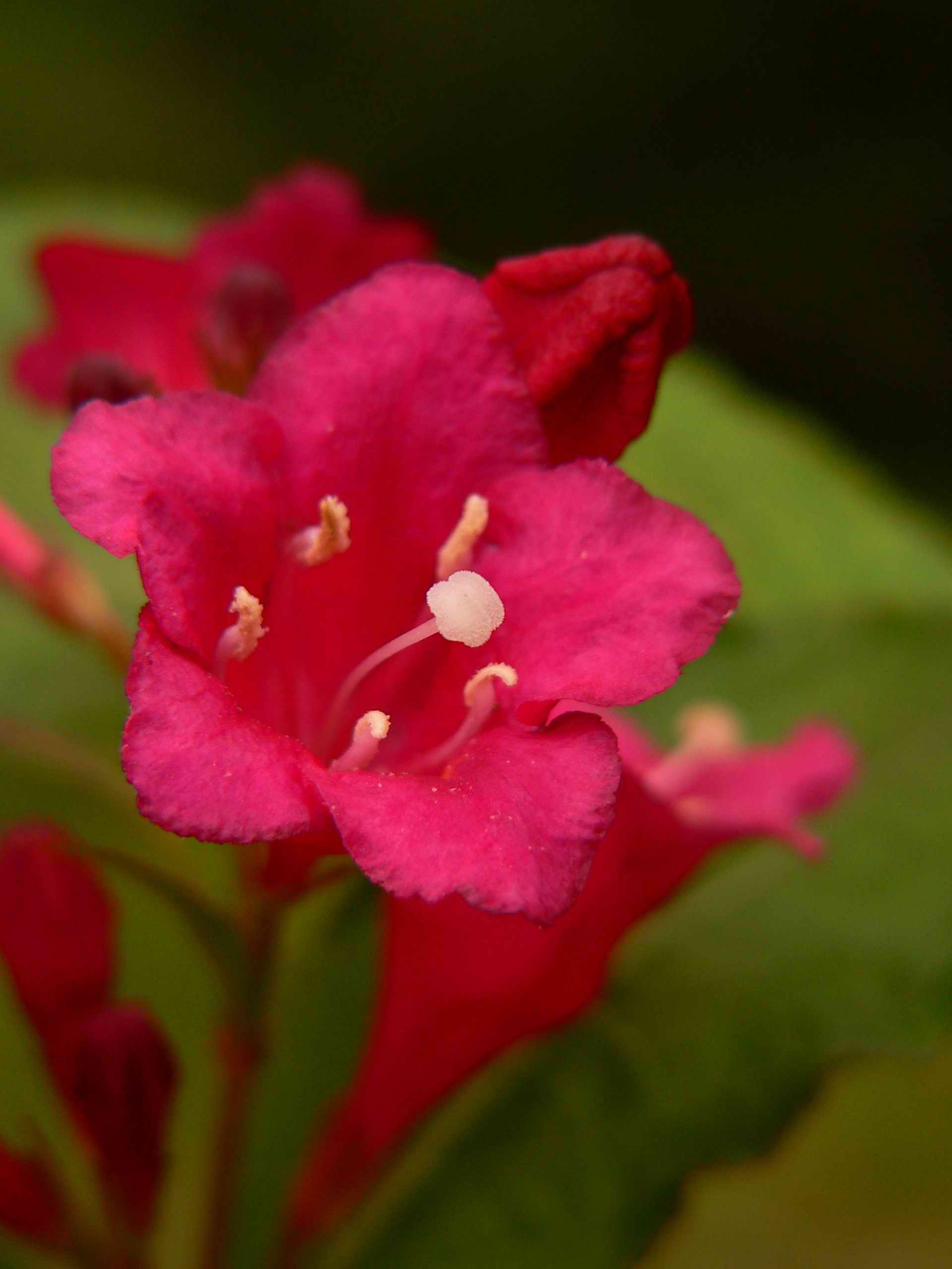 香山东门之花.jpg