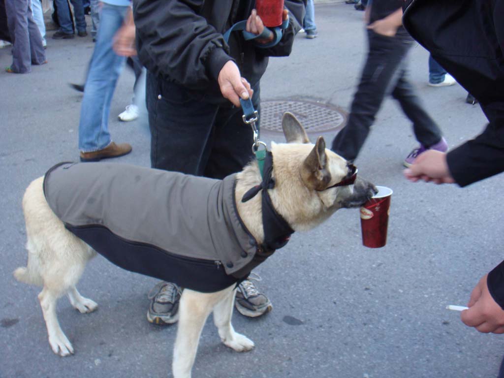 metal dog