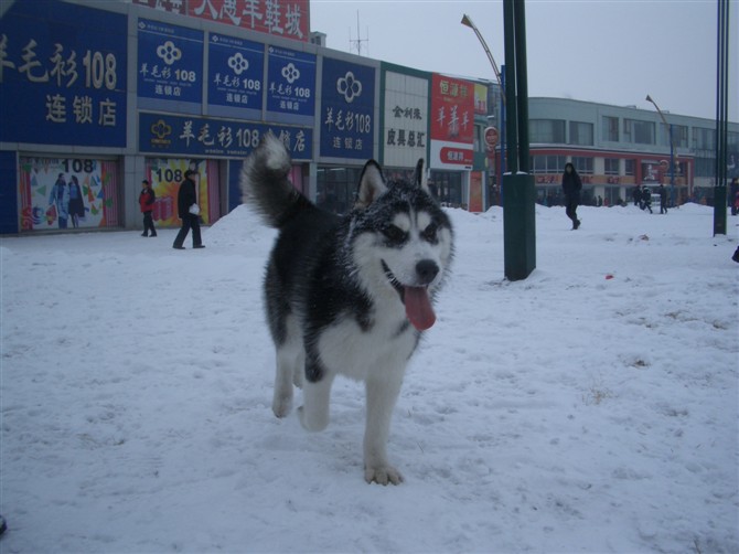 伊拉克.jpg