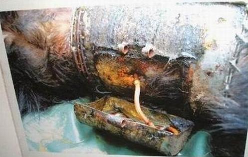 穿着铁马甲被抽胆的熊，铁马甲都腐烂了，不知道已经抽了多少年。请问LG集团，你们不觉得它很可怜吗？？？