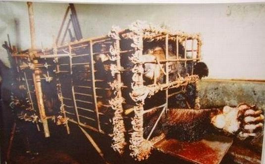 只熊被关在笼子里长达22年之久！“不能转身，不能站直，不能转身，只有痛！！！没有树林 没有阳光 只有黑暗 ...