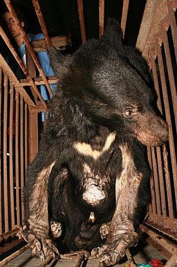 这个小熊被摧残得形同骷髅，LG集团，你们心疼