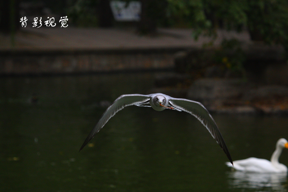 叼枝