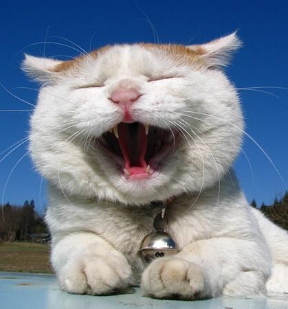 猫.jpg