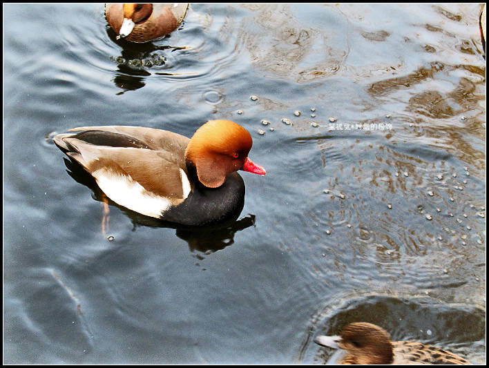 zoo-2.jpg