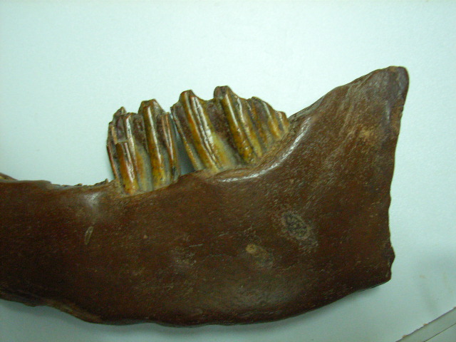 R0015964.JPG