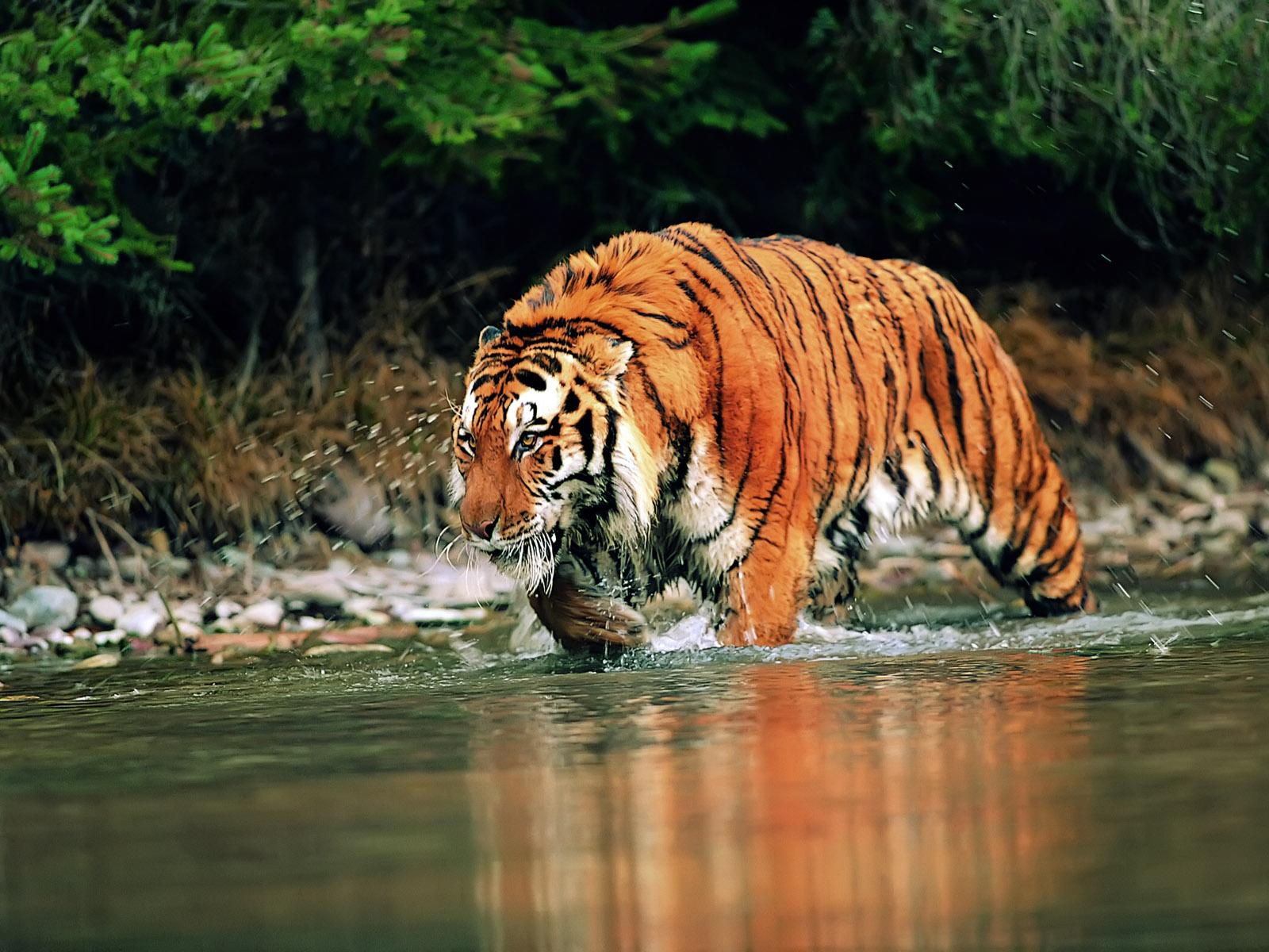 tigris_79587949.jpg