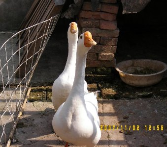 100_1462.JPG