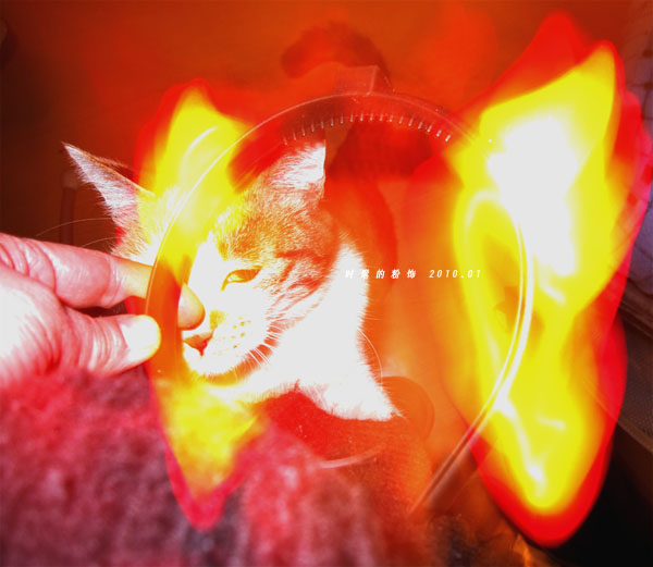 猫.jpg