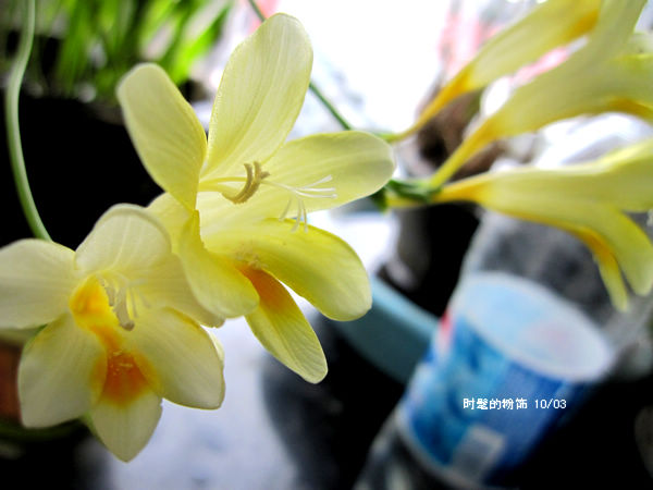 兰花2.jpg