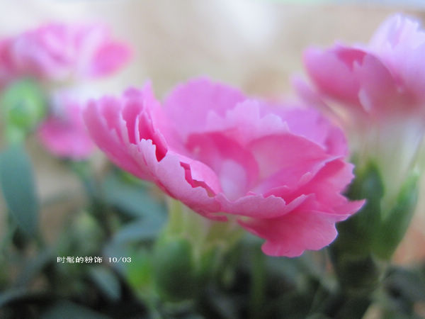 花.jpg