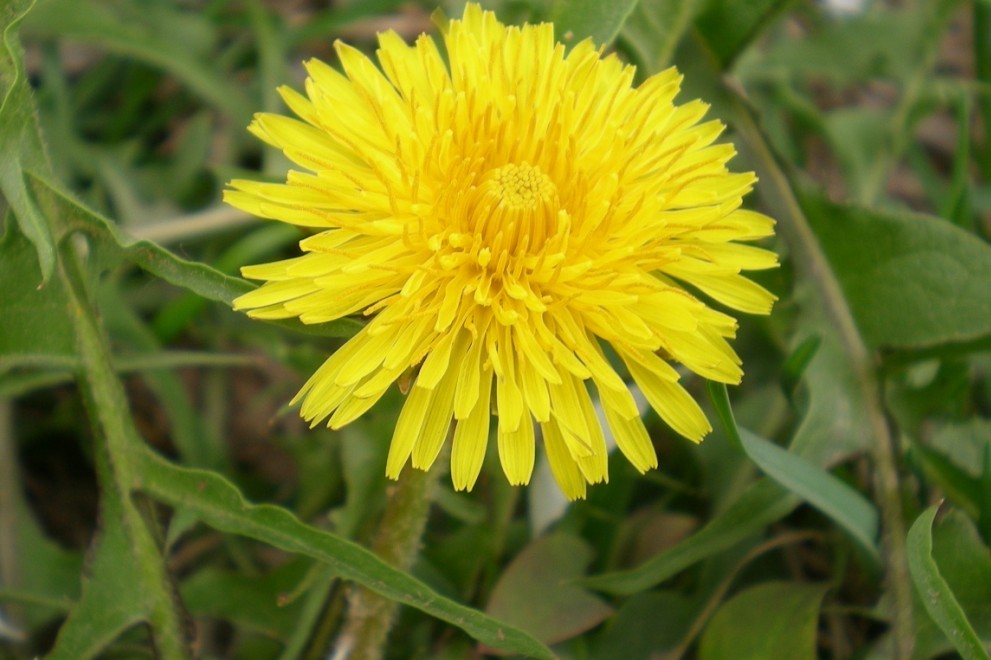 黄黄的小花.jpg