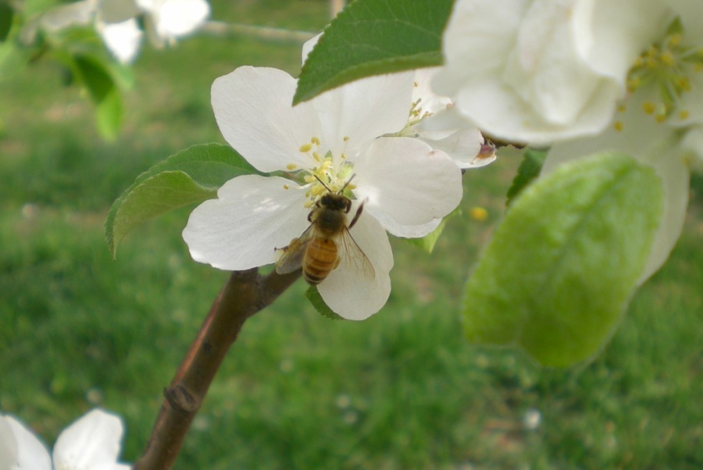 勤劳的蜜蜂.jpg