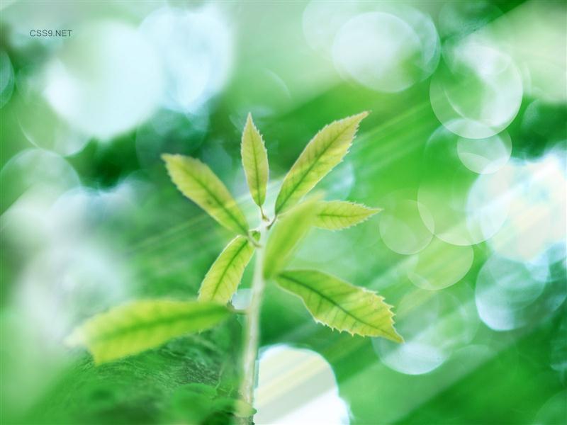 greendesktop3.jpg