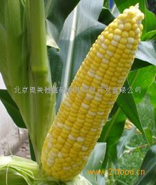 水果甜玉米.jpg