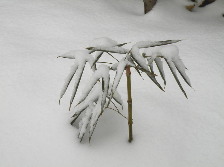 雪.jpg