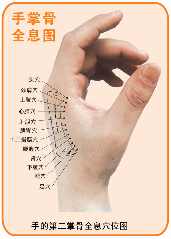 反射图－手－手的第二掌骨全息穴位图.jpg