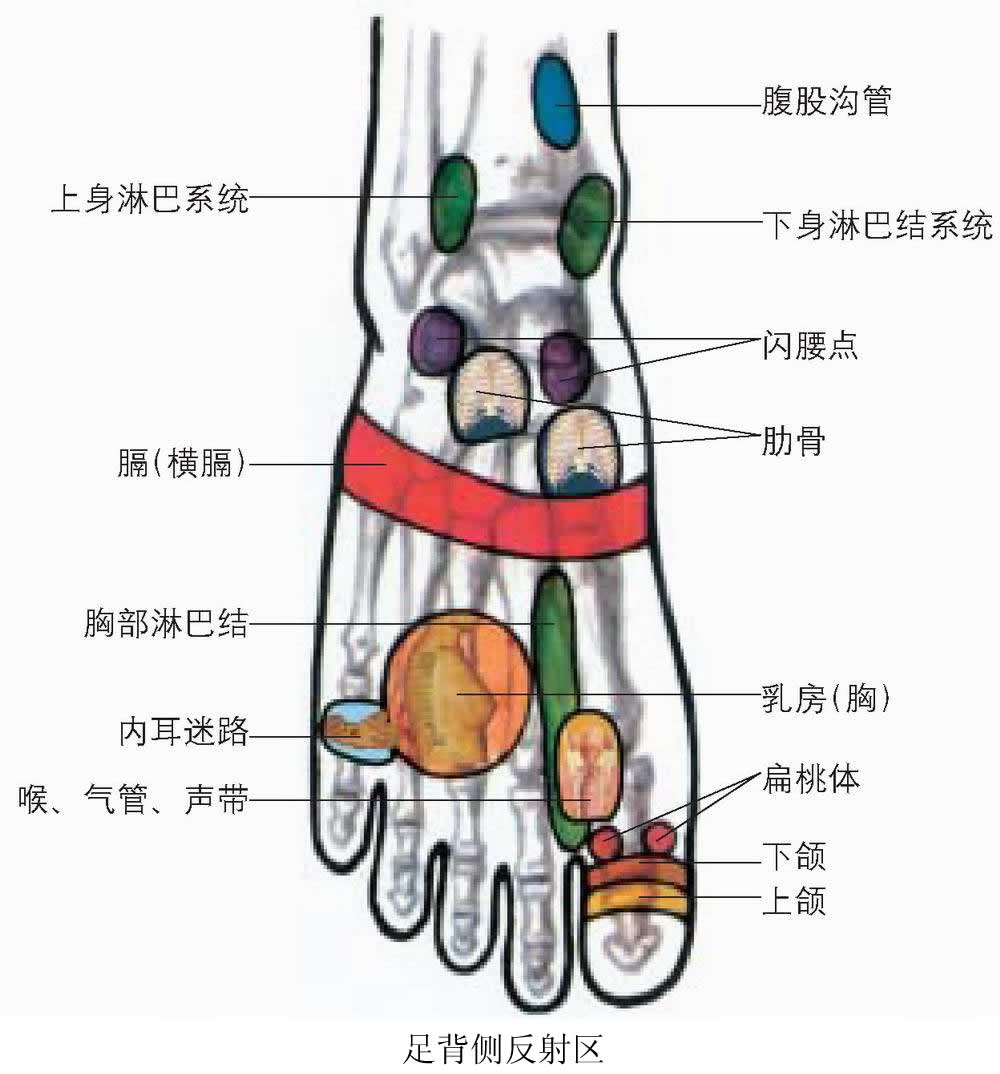 反射图－足－足背.jpg