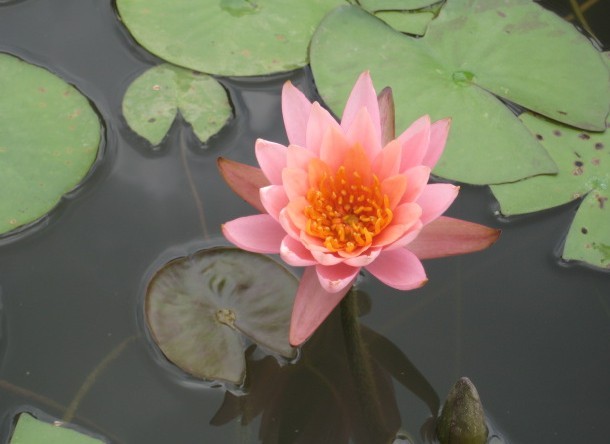 粉5.jpg