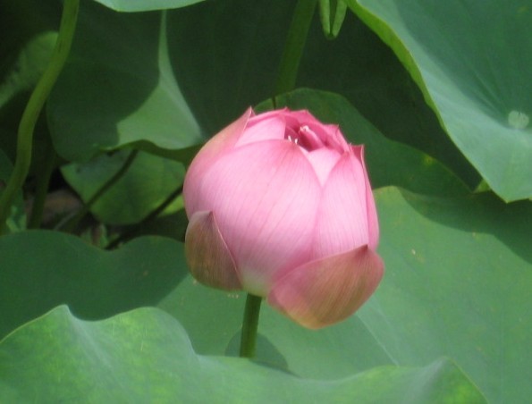 荷花5.jpg
