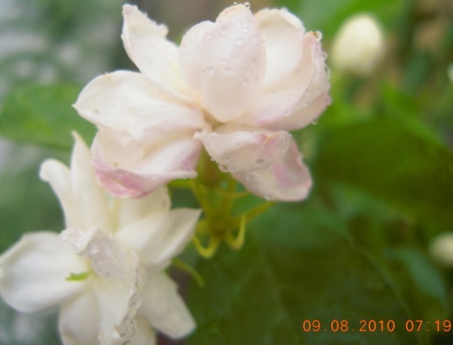 小茉莉.jpg