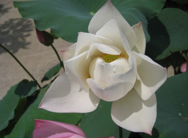 b5.jpg