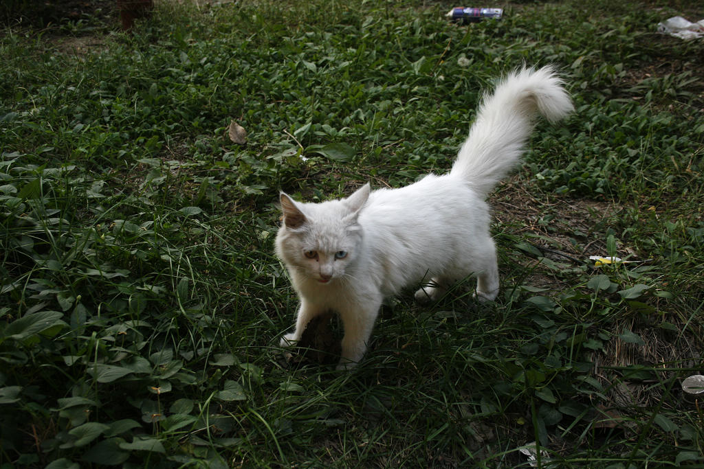 猫3.jpg