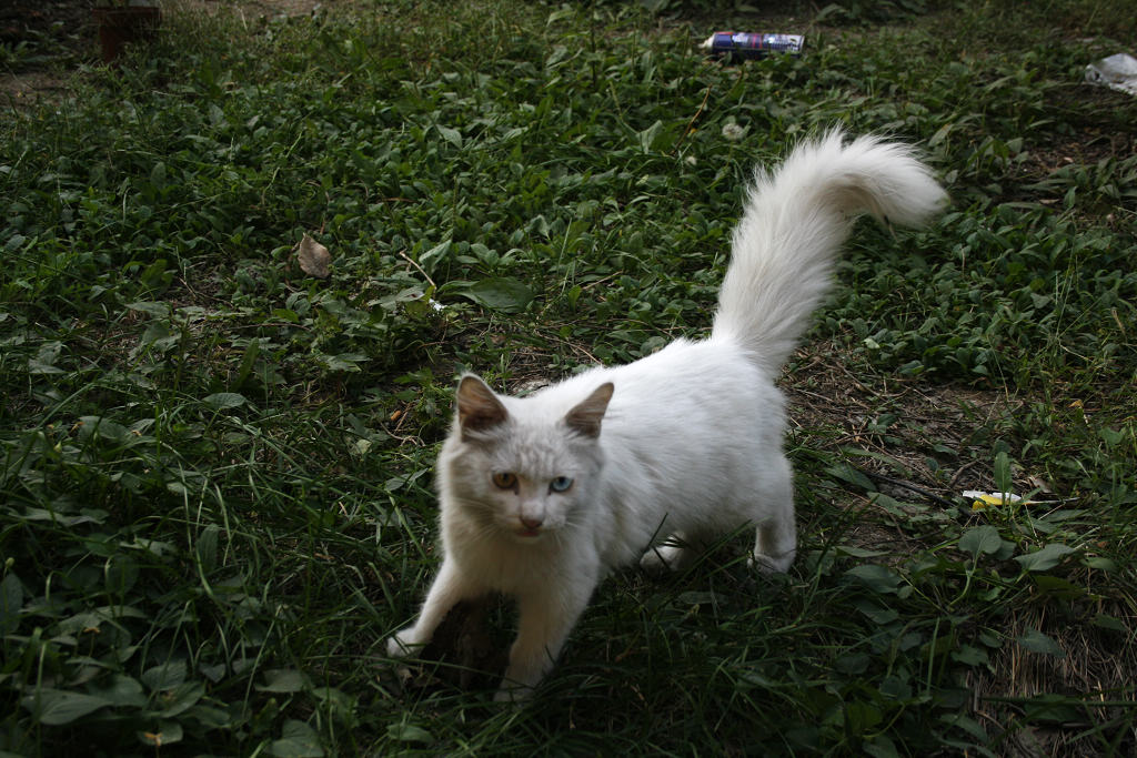 猫5.jpg