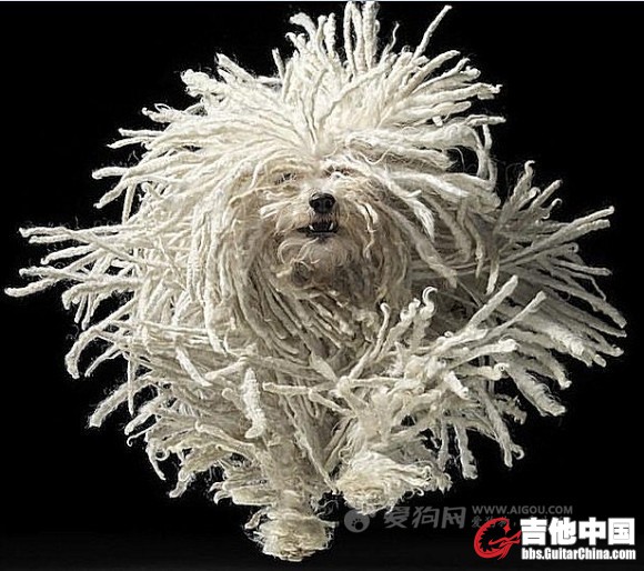 愤怒的机器还是雷鬼之父？？