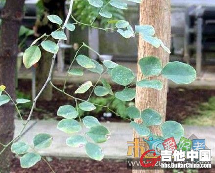 紫檀属-花梨木类-印度紫檀2.jpg
