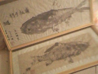 IMG1555A.jpg