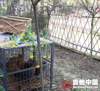 鸡鸡1.jpg