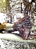 01.gif