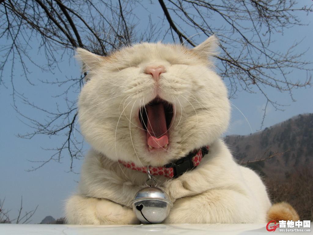 猫叔3.jpg