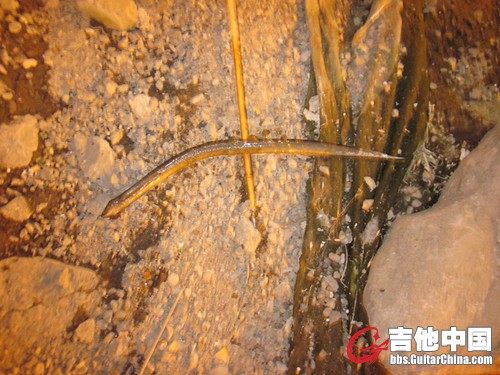 往前走了一段，又发现一条死掉的鳝鱼！